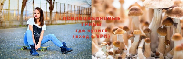 крисы Алзамай